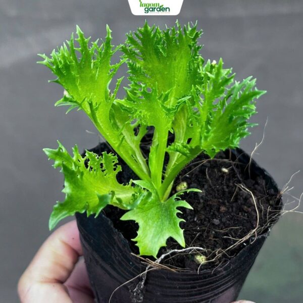 Combo 10 Xà lách kim cương xanh hữu cơ chậu nhỏ