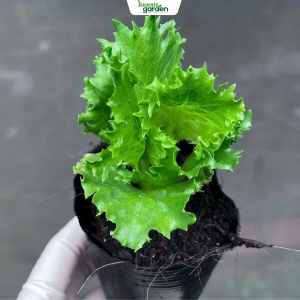 Combo 10 Xà lách Iceberg giòn chậu nhỏ