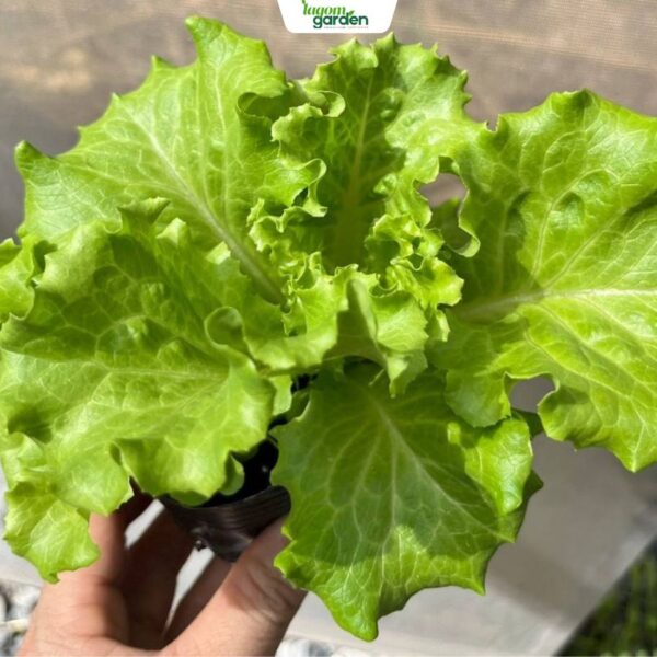Combo 10 xà lách Muir hữu cơ chậu nhỏ trồng tại nhà