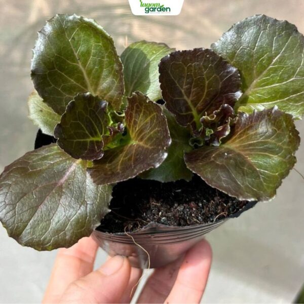 Combo 10 Xà lách Cherokee hữu cơ chậu nhỏ