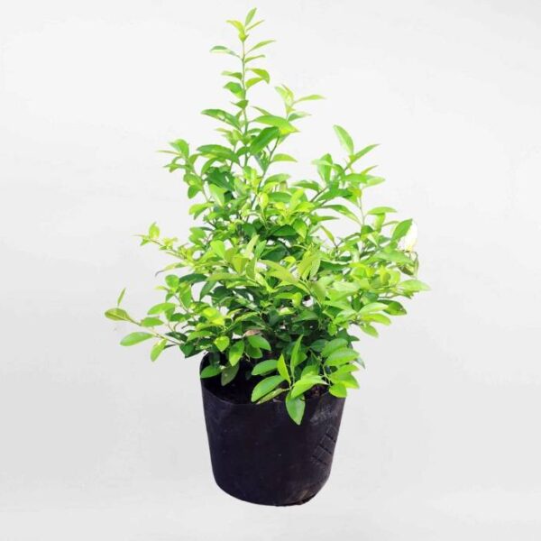 Cây chanh bắc giống hữu cơ trồng chậu