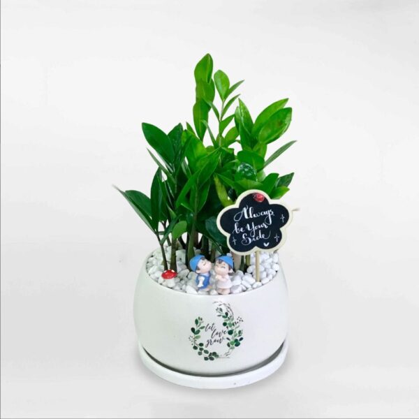 Chậu cây kim tiền men sứ cao cấp mẫu 1