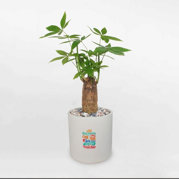 Chậu cây kim ngân một thân trụ nhỏ men sứ cao cấp