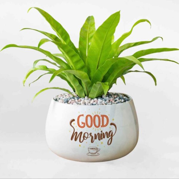 Chậu cây ráng tổ phụng men sứ cao cấp