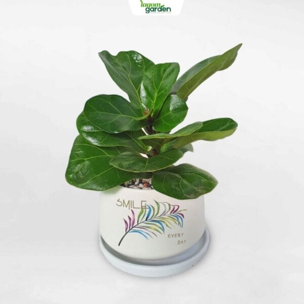 Chậu cây bàng Singapore men sứ cao cấp