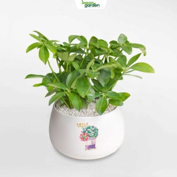 Chậu cây ngũ gia bì xanh mini men sứ cao cấp