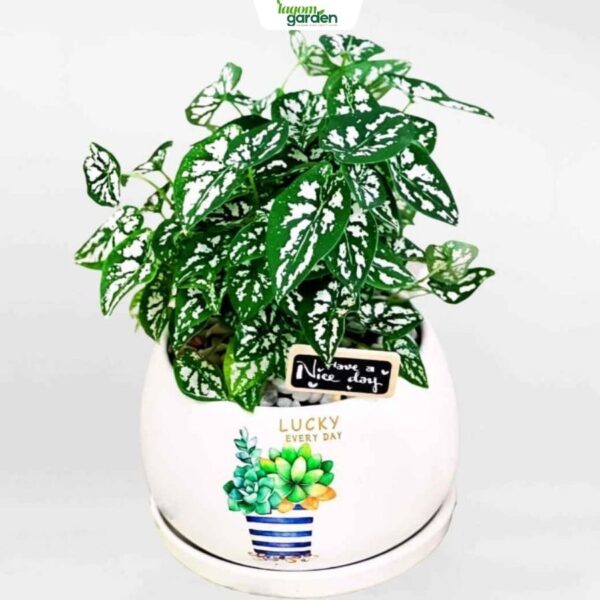 Chậu cây môn trắng lá nhỏ men sứ cao cấp