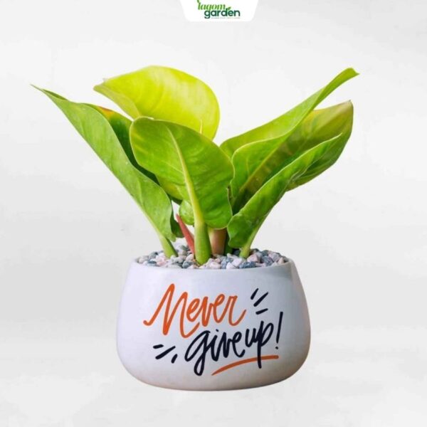 Chậu cây trầu bà đế vương vàng men sứ cao cấp