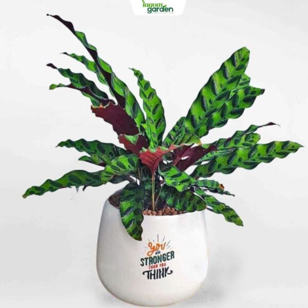 Chậu cây đa búp đỏ ba thân men sứ cao cấp