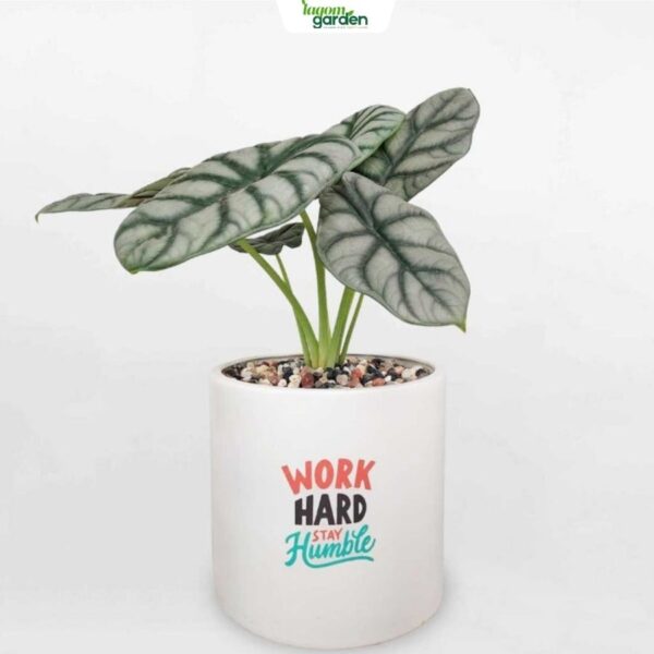 Chậu cây để bàn rồng bạc Silver Dragon men sứ