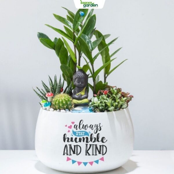 Chậu cây quà tặng mix chậu men sứ trắng
