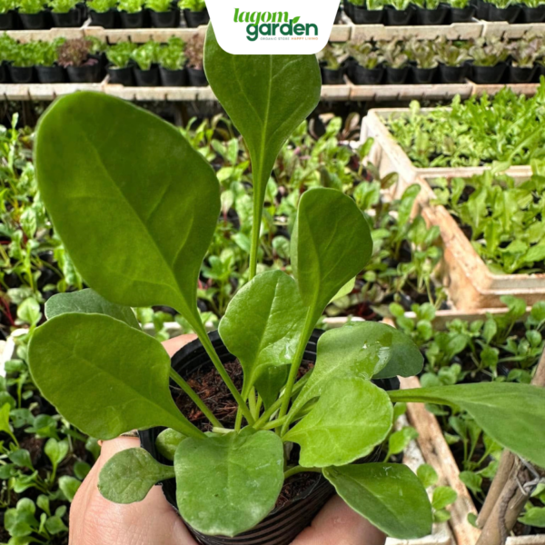 Combo 10 cải bó xôi hữu cơ chậu nhỏ trồng tại nhà