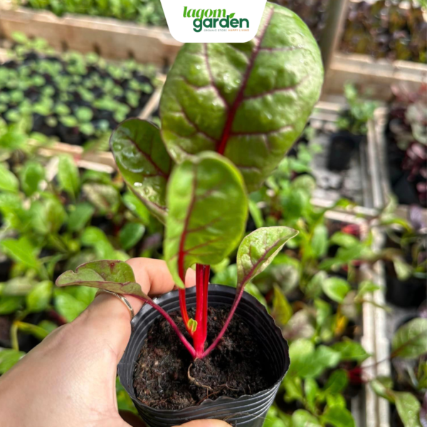 Combo 10 cải cầu vồng hữu cơ chậu nhỏ trồng tại nhà