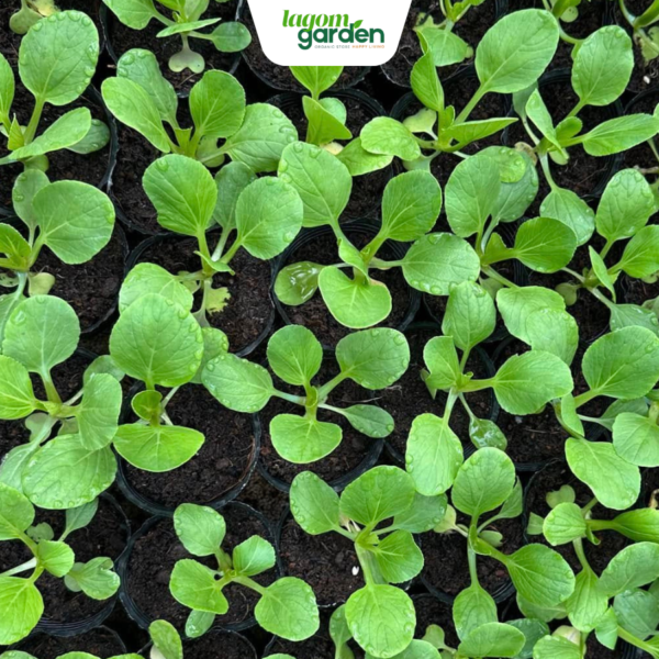 Combo 10 cải ngọt hữu cơ chậu nhỏ trồng tại nhà