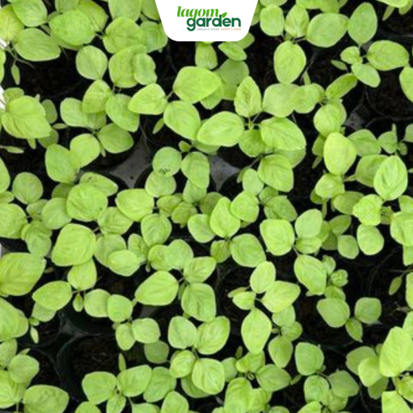 Combo 10 rau dền xanh hữu cơ chậu nhỏ trồng tại nhà