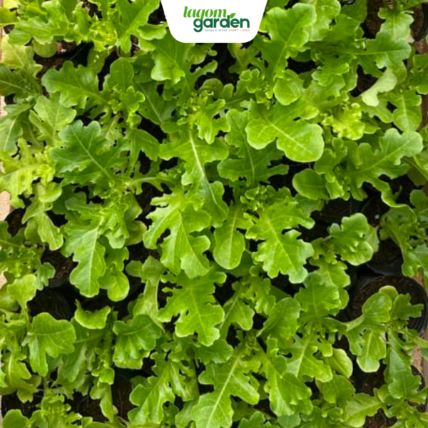 Combo 10 xà lách Royal oakleaf chậu nhỏ trồng tại nhà
