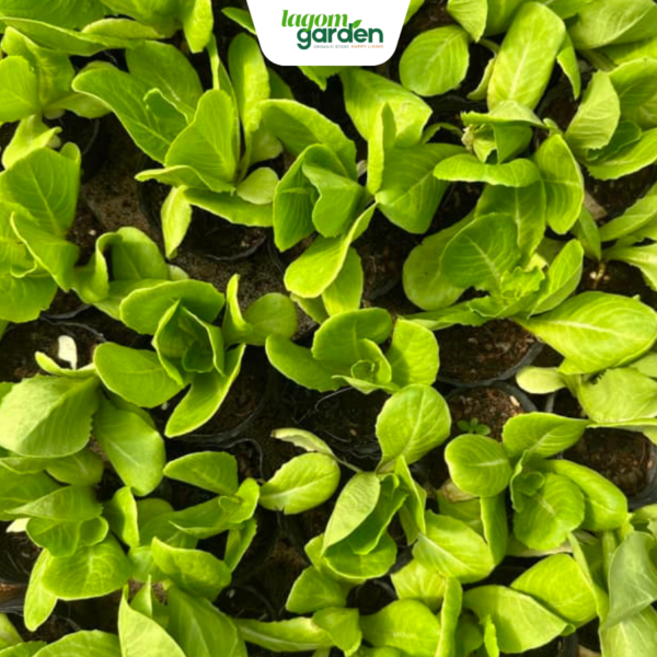Combo 10 xà lách Butter Hà Lan hữu cơ chậu nhỏ trồng tại nhà