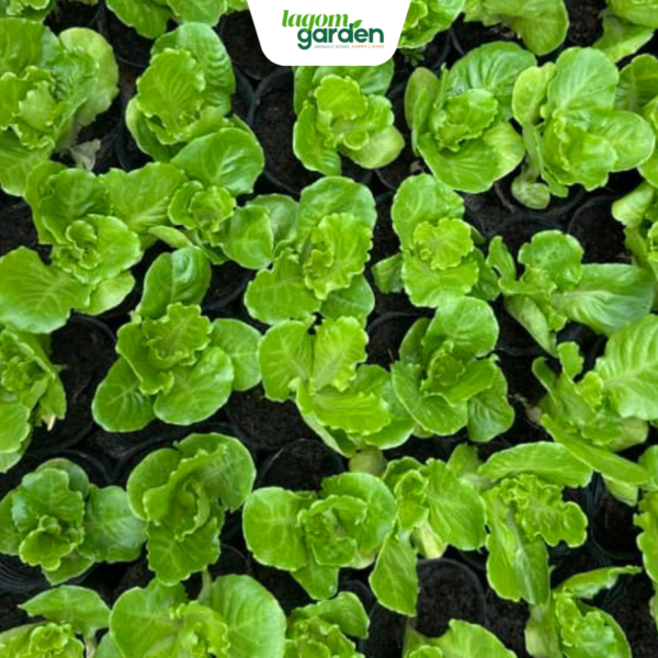 Combo 10 rau xà lách diếp giòn hữu cơ chậu nhỏ trồng tại nhà