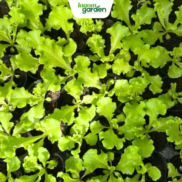 Combo 10 xà lách happi hữu cơ chậu nhỏ trồng tại nhà