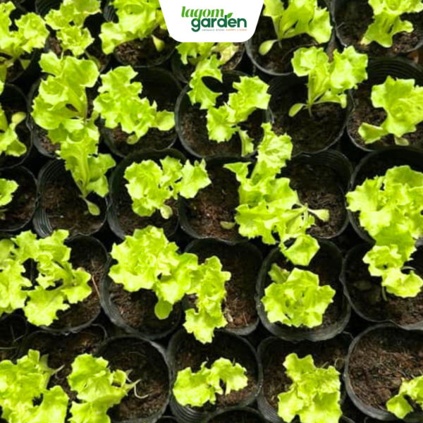 Combo 10 xà lách lolo biona hữu cơ chậu nhỏ trồng tại nhà