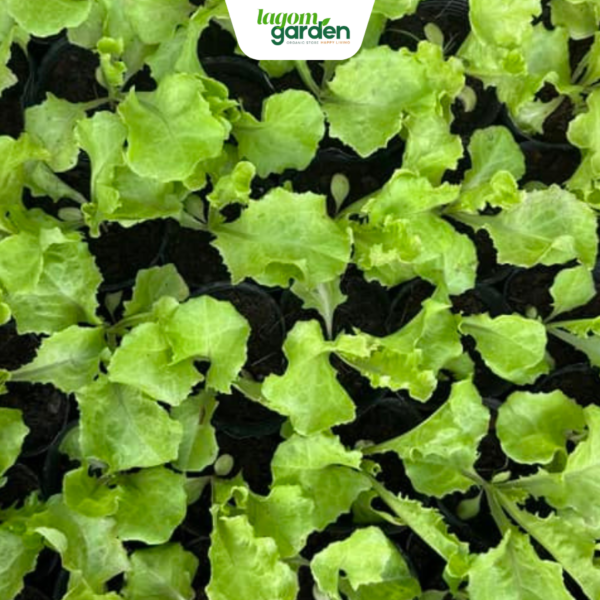Combo 10 xà lách New Red chậu nhỏ hữu cơ trồng tại nhà
