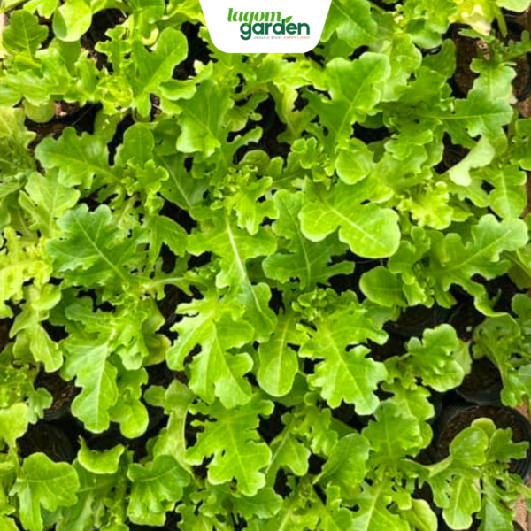 Combo 10 xà lách oakleaf xanh hữu cơ chậu nhỏ trồng tại nhà