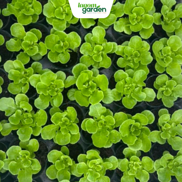 Combo 10 xà lách salanova hữu cơ chậu nhỏ trồng tại nhà