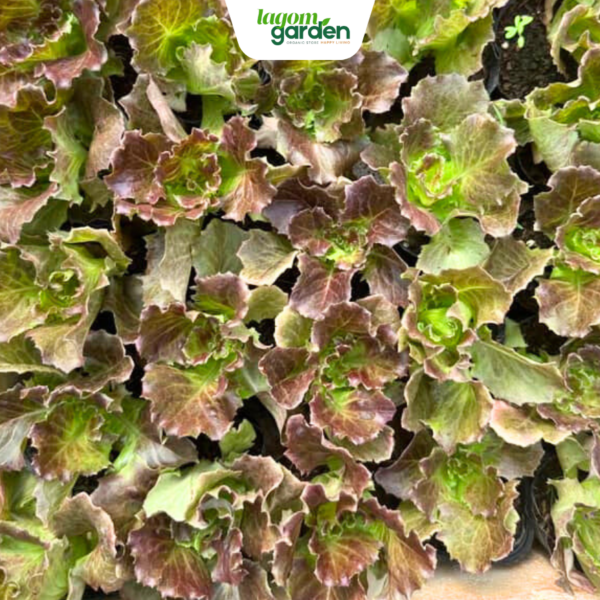 Combo 10 xà lách thủy tinh Rubygo hữu cơ chậu nhỏ trồng tại nhà