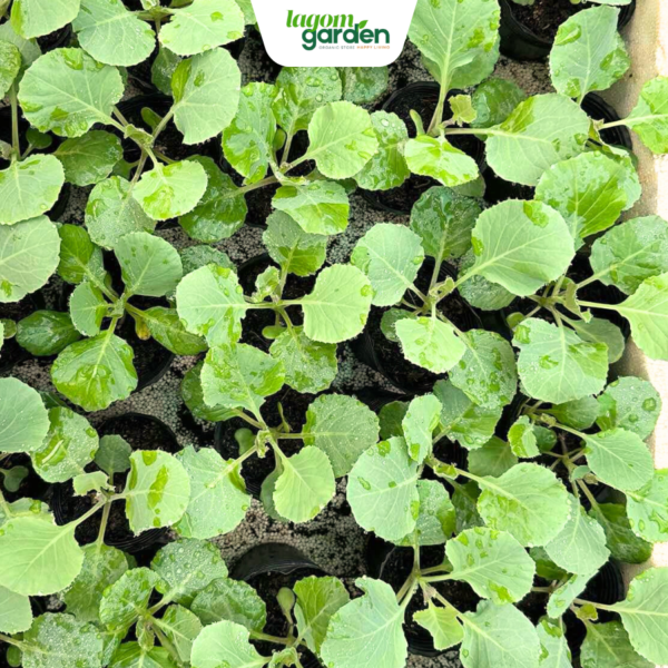 Combo 10 bắp cải hữu cơ chậu nhỏ trồng tại nhà