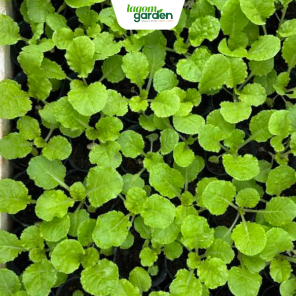 Combo 10 cải bẹ dún hữu cơ chậu nhỏ trồng tại nhà