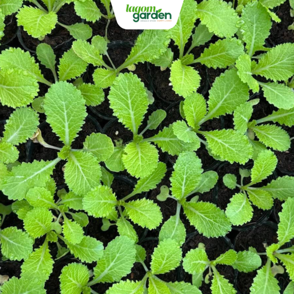 Combo 10 cải bẹ xanh chậu nhỏ trồng tại nhà