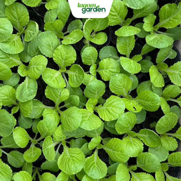 Combo 10 cải thảo hữu cơ chậu nhỏ trồng tại nhà