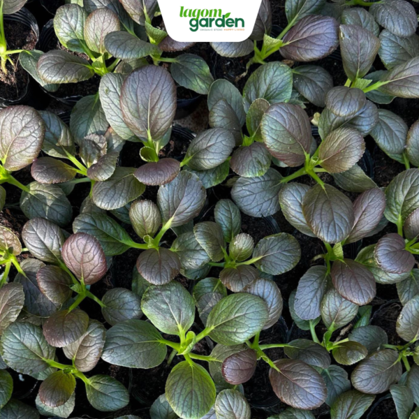 Combo 10 cải thìa tím PakChoi hữu cơ chậu nhỏ trồng tại nhà