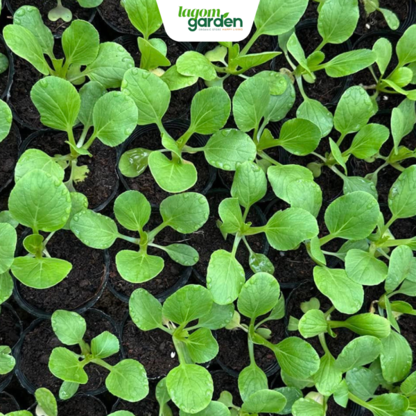 Combo 10 cải thìa xanh hữu cơ chậu nhỏ trồng tại nhà